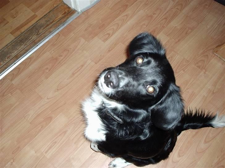 Blanding af racer snuske - vi du se mere af mig så se i mit fotoalbum billede 8