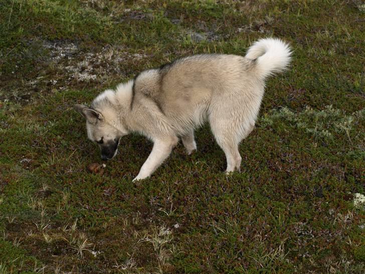 Grønlandshund malou - jeg ved ikke helt hvad hun fandt  billede 4