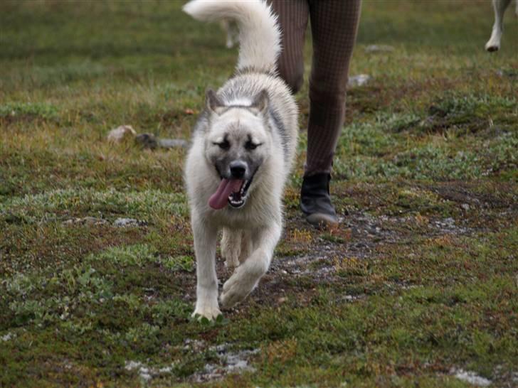 Grønlandshund malou - fuld fart frem billede 5