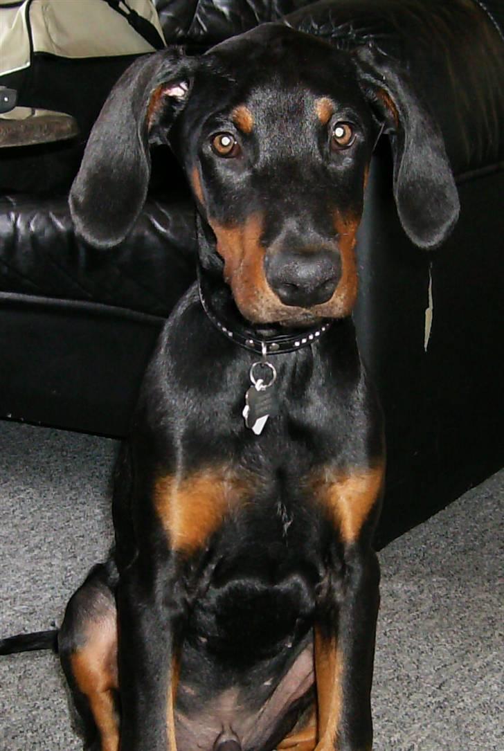 Dobermann Sniper R.I.P. billede 17