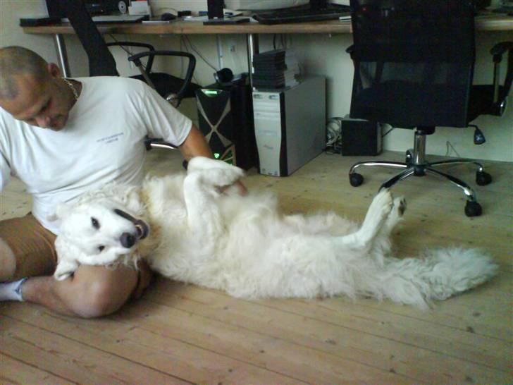 Kuvasz Bamse billede 2