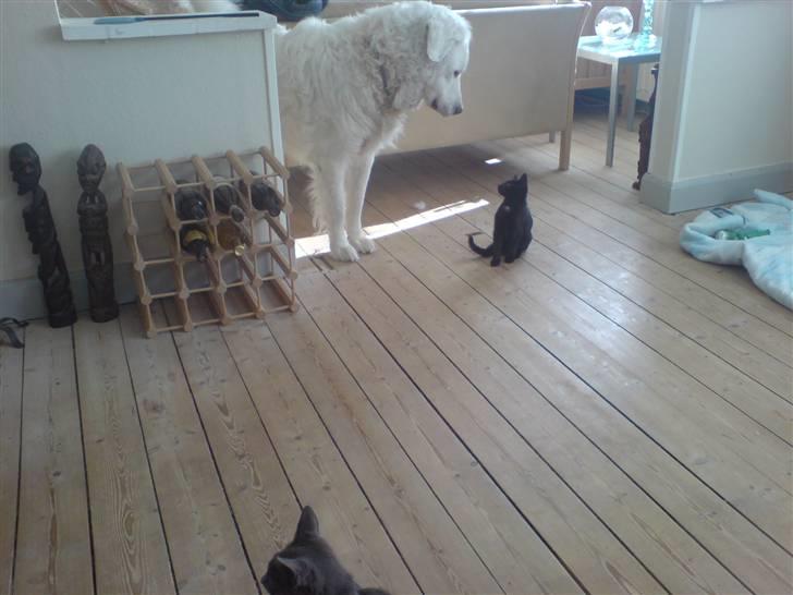 Kuvasz Bamse - bamse kigger på bailey billede 4