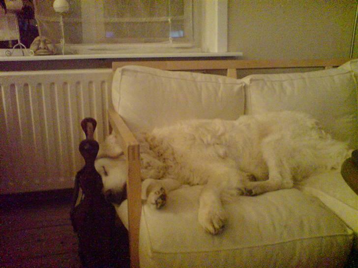 Kuvasz Bamse - bamse ligger og sover på hans sofa..  billede 5