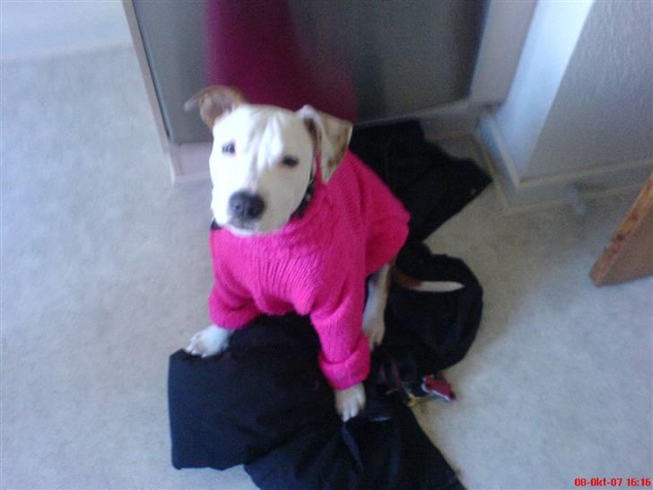 Amerikansk staffordshire terrier Kato *SOLGT* :`( - Min kæreste synes lige at han skulle have en lille trøje på.. Men D billede 9
