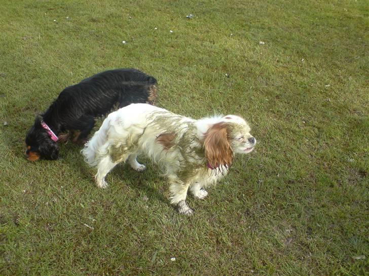 Cavalier king charles spaniel Perle R.I.P. 9. maj 2012  - Sådan ser Perle ud efter et møde med en frisk hestepærer. April 08 billede 19