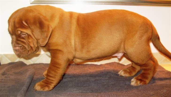 Dogue de bordeaux Amos - Se hvor stor jeg er ;o) 9.8 kg i en alder af 6 uger. billede 6