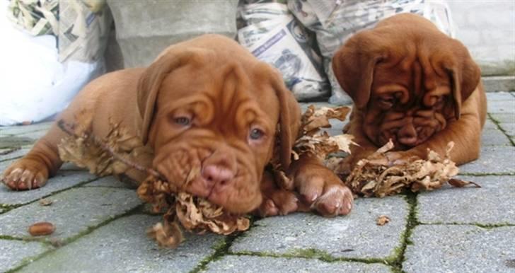 Dogue de bordeaux Amos - Amos skatten til højre billede 7