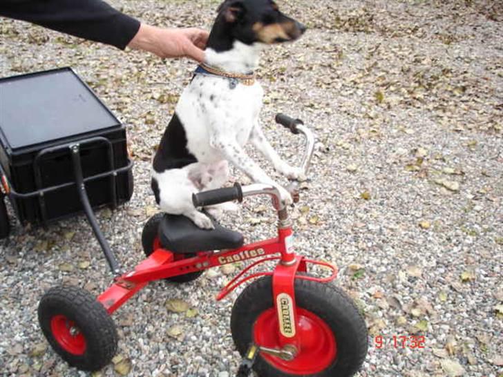 Dansk svensk gaardhund Sofus - så er jeg klar far :-) billede 10