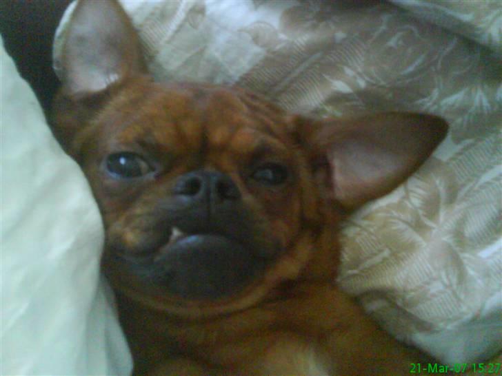 Griffon petit brabancon Rasmus - Hvil i fred :´( - Grrr billede 1