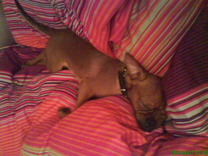 Griffon petit brabancon Rasmus - Hvil i fred :´( billede 2