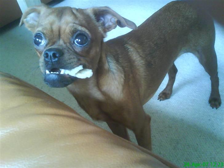 Griffon petit brabancon Rasmus - Hvil i fred :´( billede 3