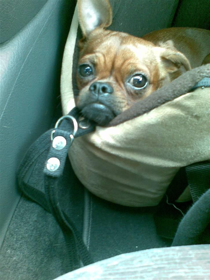 Griffon petit brabancon Rasmus - Hvil i fred :´( billede 4