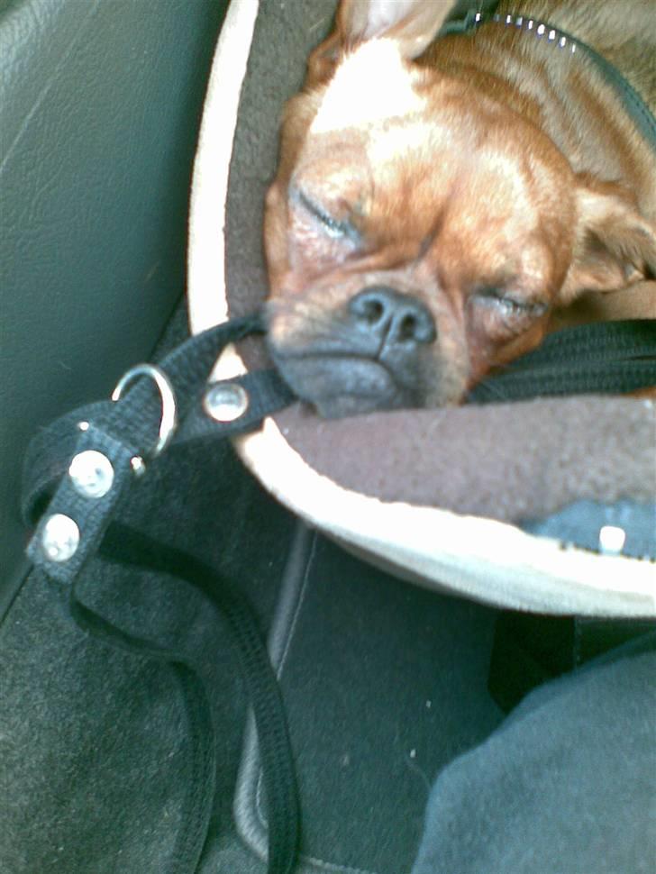 Griffon petit brabancon Rasmus - Hvil i fred :´( billede 5