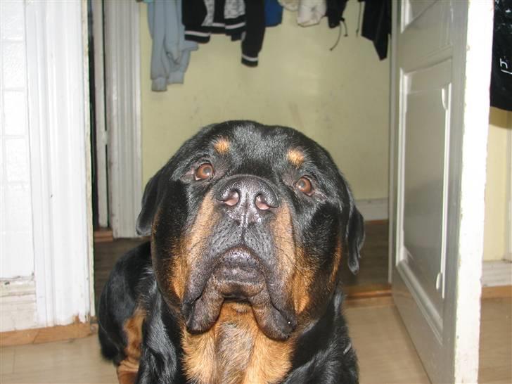 Rottweiler scago  - scago d 9/10 07 billede 11