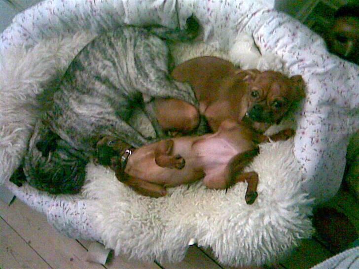 Griffon petit brabancon Rasmus - Hvil i fred :´( billede 6