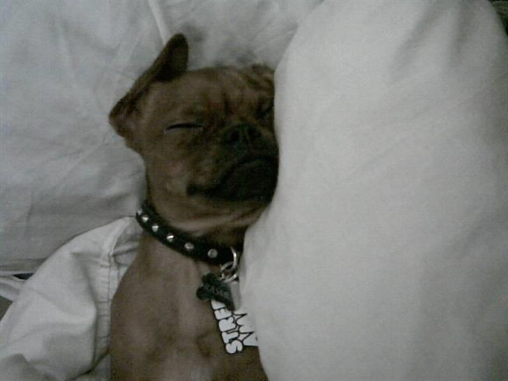 Griffon petit brabancon Rasmus - Hvil i fred :´( billede 7