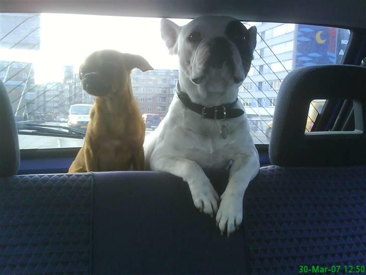 Griffon petit brabancon Rasmus - Hvil i fred :´( billede 8