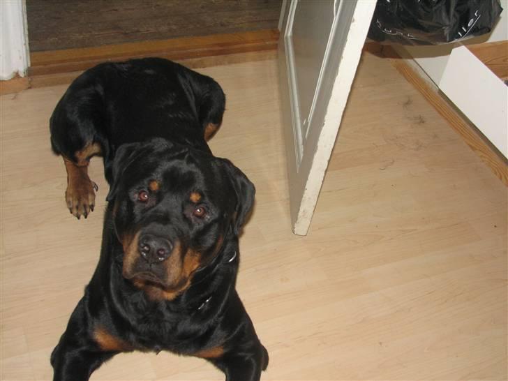 Rottweiler scago  - scago d 9/10 07 billede 12