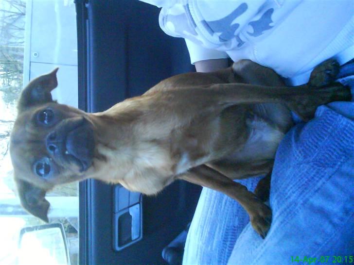 Griffon petit brabancon Rasmus - Hvil i fred :´( billede 9