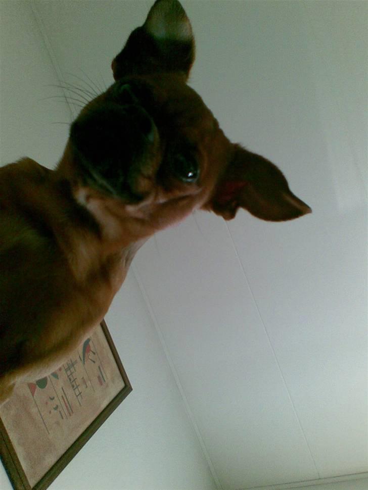 Griffon petit brabancon Rasmus - Hvil i fred :´( billede 10