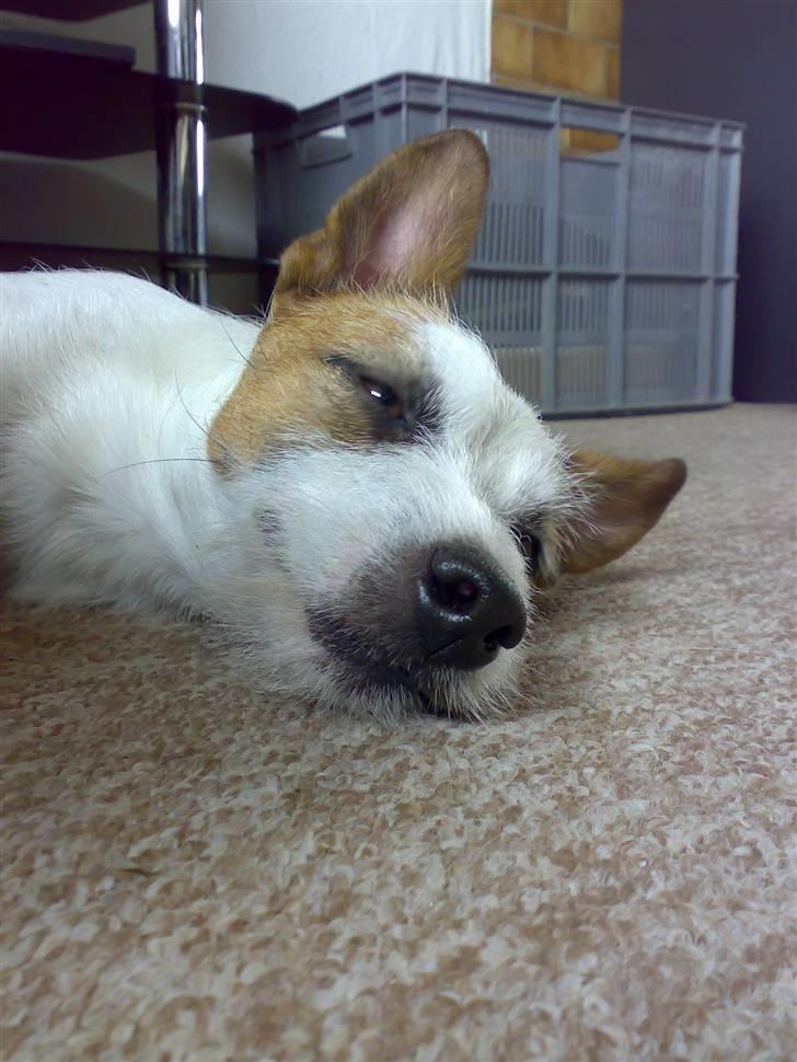 Jack russell terrier Milo - ZZZZzzzzZZzzz efter en lang dag på farten :) billede 1