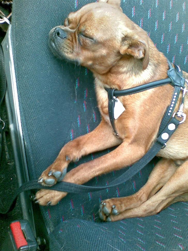 Griffon petit brabancon Rasmus - Hvil i fred :´( billede 11