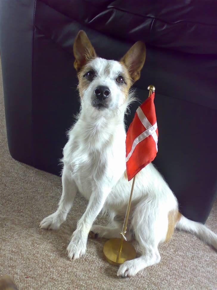 Jack russell terrier Milo - Juhuu min 1års fødselsdag den 27 april 08.. Er jeg ikk blevet stor :) billede 2