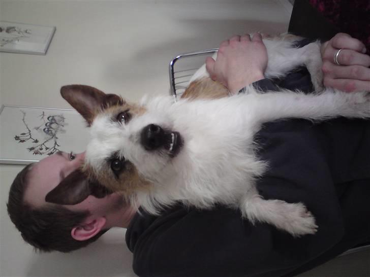 Jack russell terrier Milo - her sidder jeg så stolt ved min far :) <3 billede 3