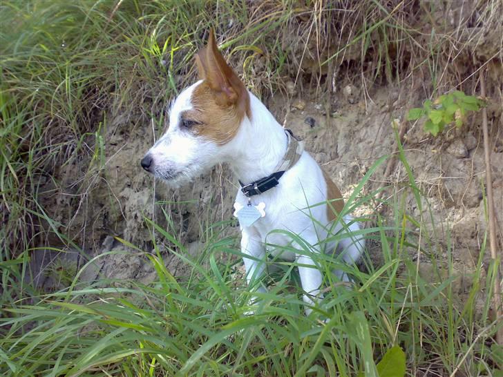 Jack russell terrier Milo - mus mus kom frit frem.. :P billede 4
