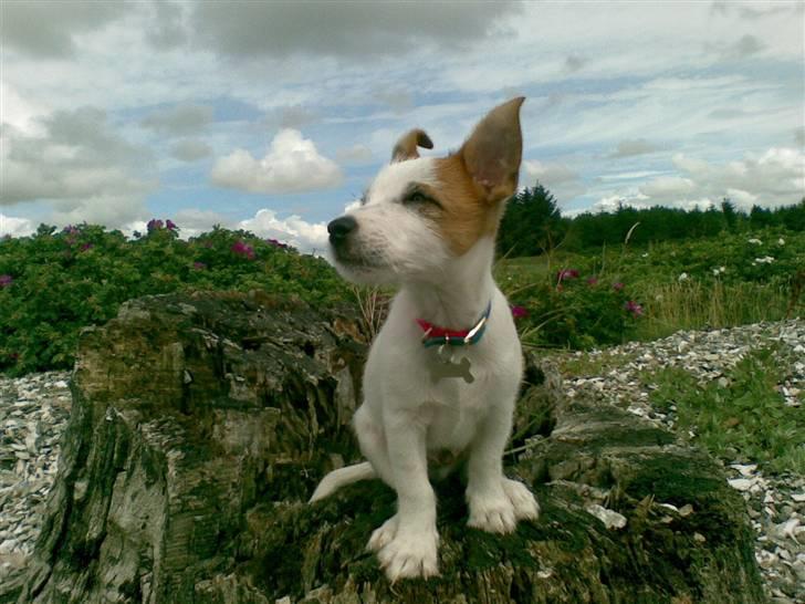 Jack russell terrier Milo - ahhhh sikke en dejlig vind..:) billede 5
