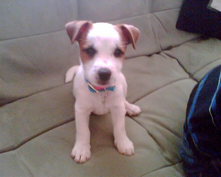 Jack russell terrier Milo - er jeg ikk bare nuttet som hvalp.?! <3 billede 6