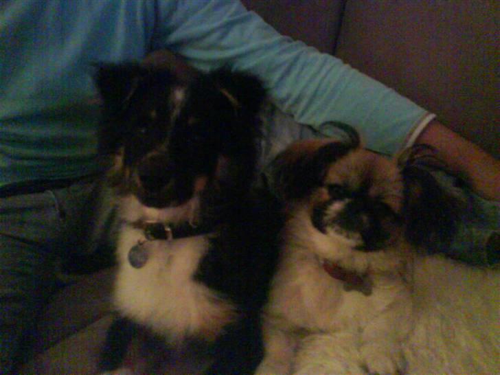 Shetland sheepdog Koda billede 13