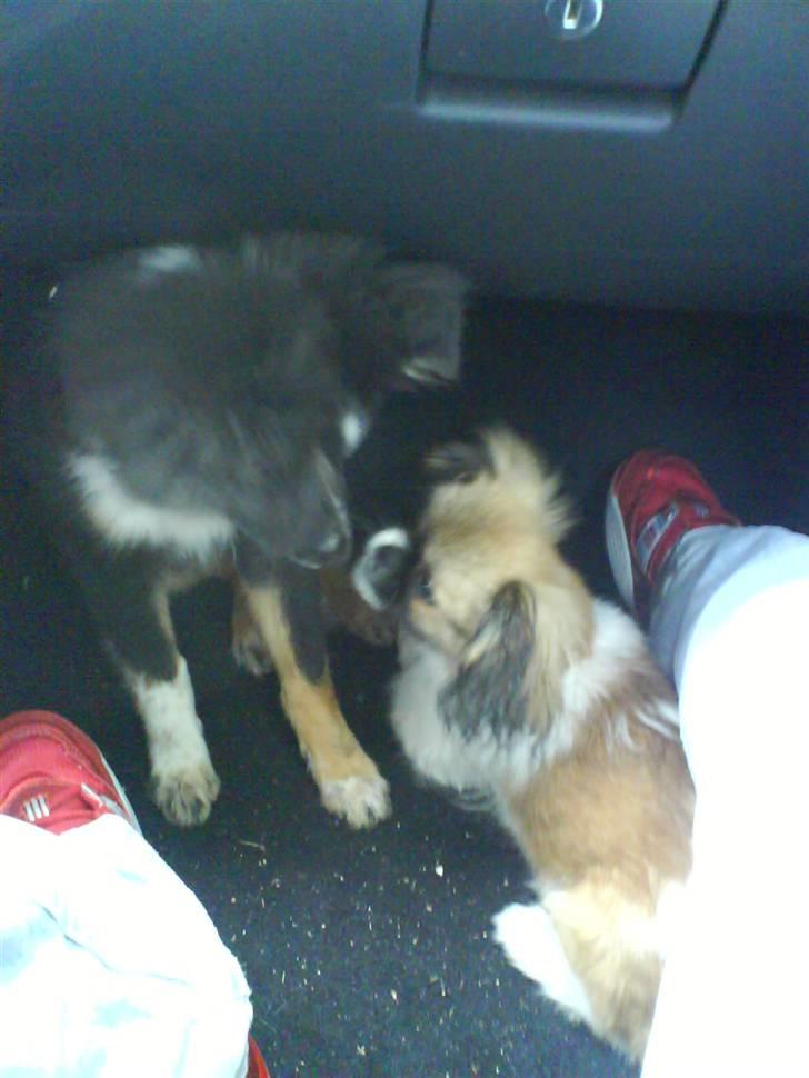 Shetland sheepdog Koda billede 14