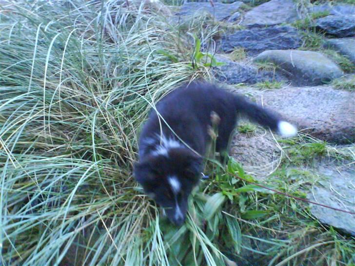 Shetland sheepdog Koda billede 15