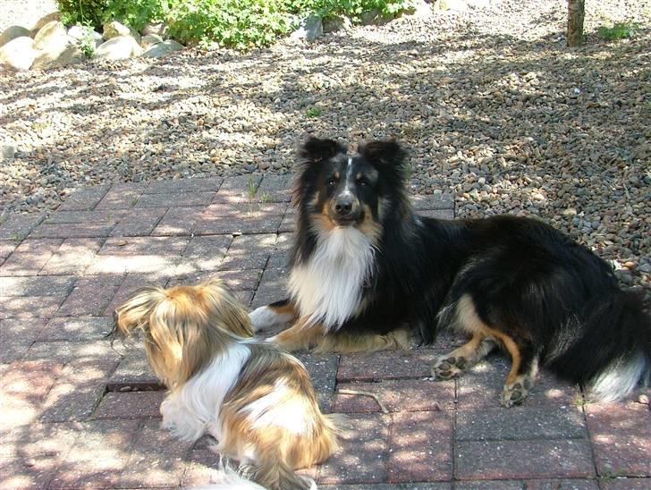Shetland sheepdog Koda billede 16