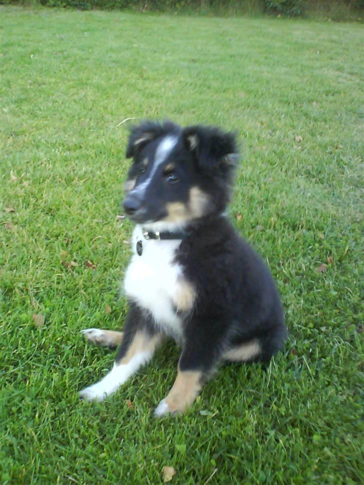 Shetland sheepdog Koda billede 17