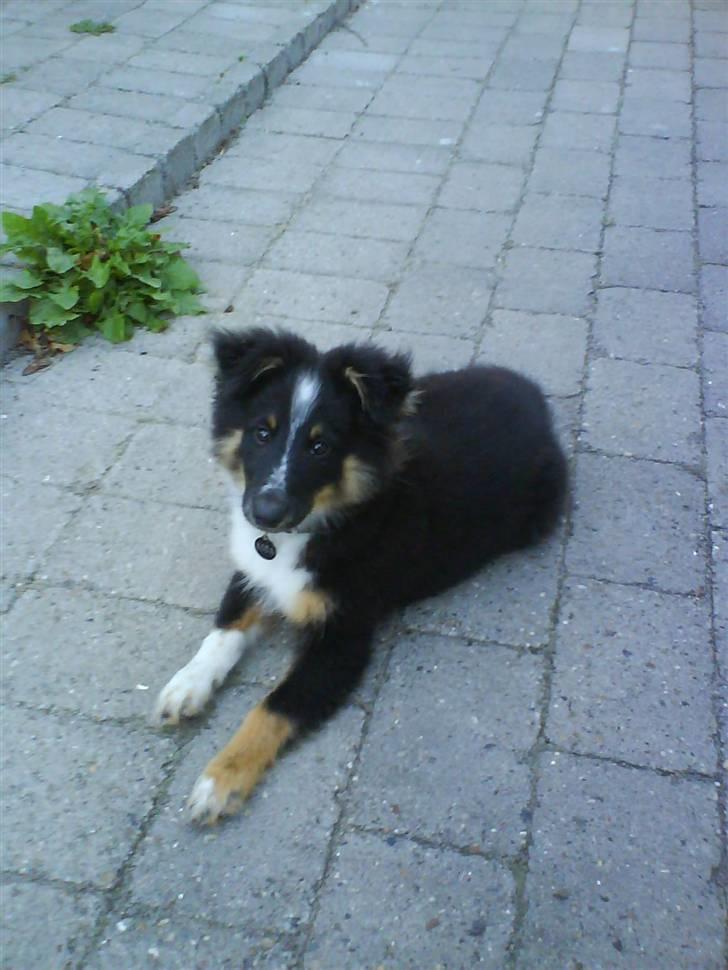 Shetland sheepdog Koda billede 18