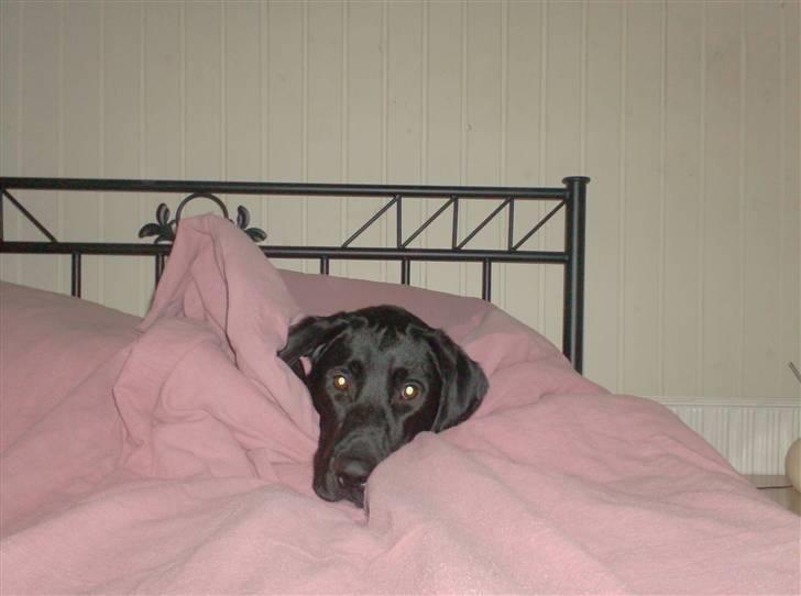 Labrador retriever santos billede 12