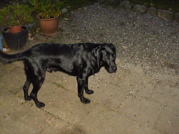 Labrador retriever santos billede 13