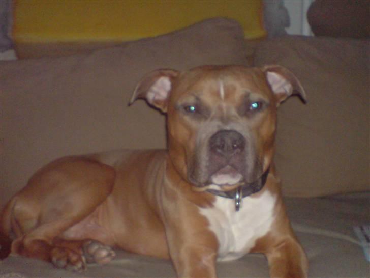 Amerikansk staffordshire terrier Kovu - min første scanning billede 11