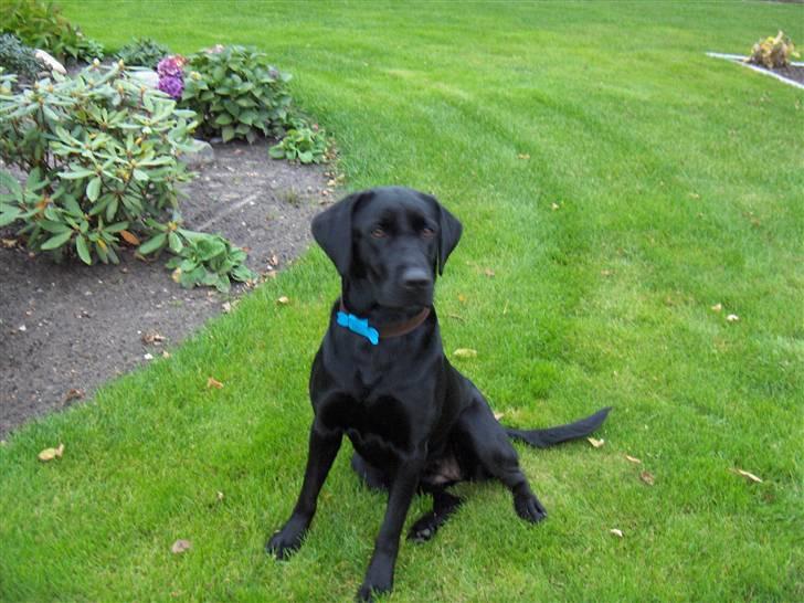 Labrador retriever flora<3 billede 14