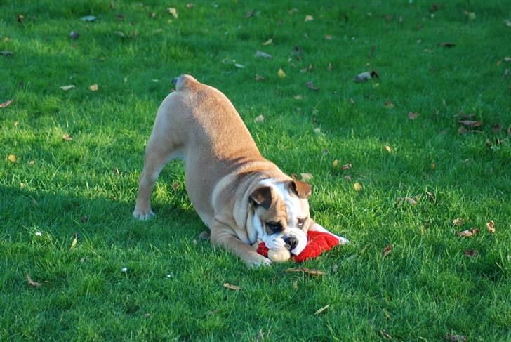 Engelsk bulldog Pedro - Elsker at lege på græsset, helst med rumpen i vejret. billede 6