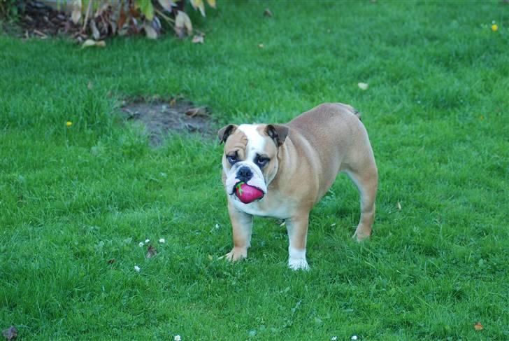 Engelsk bulldog Pedro - Så er det tid til leg med pivedyret. billede 7