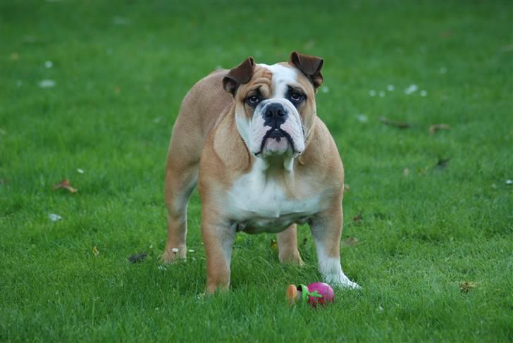 Engelsk bulldog Pedro - Se hvor stor jeg er blevet, her er jeg 6½ mrd. billede 8