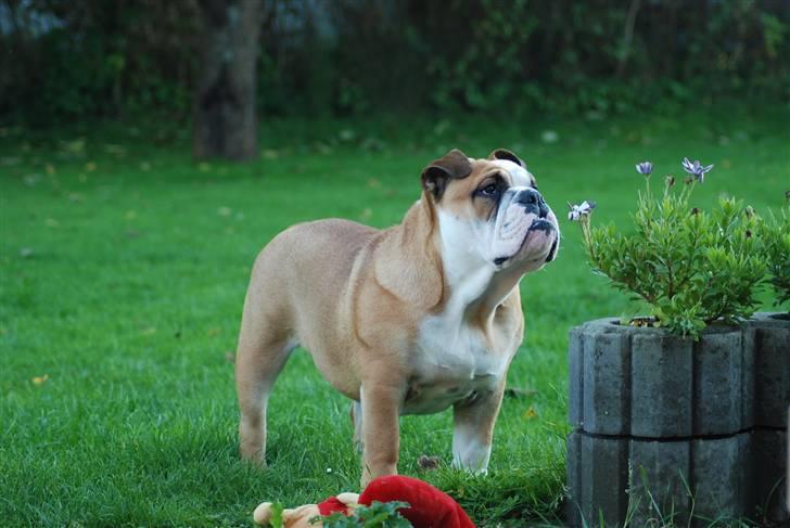 Engelsk bulldog Pedro - Har lige fået øje på noget der bevæger sig oppe på taget billede 9