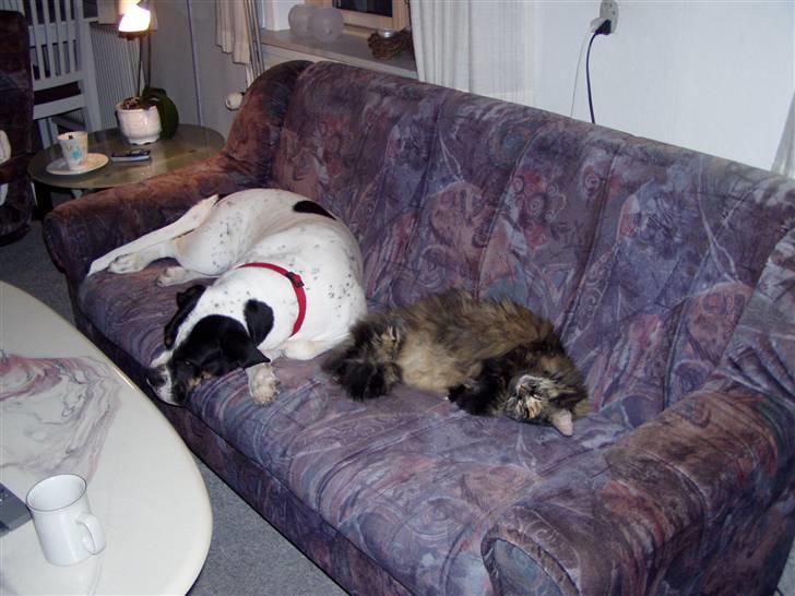 Blanding af racer ida - som hund og kat billede 9