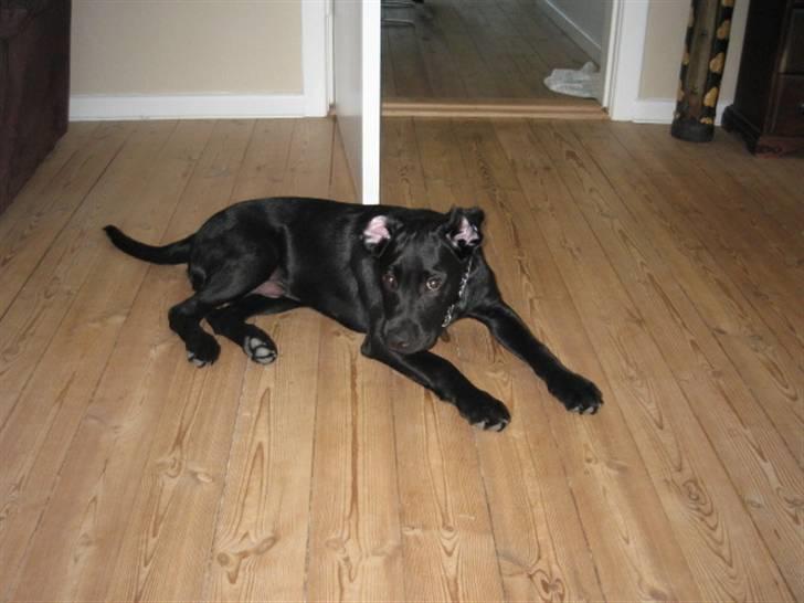 Labrador retriever Boris - Ja mor er lidt kamera glad.... billede 19