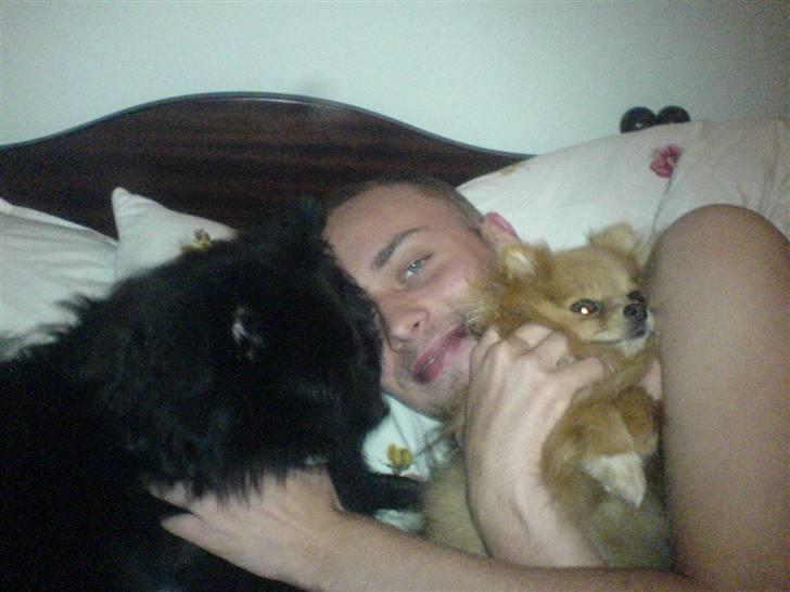 Kleinspitz Max billede 10