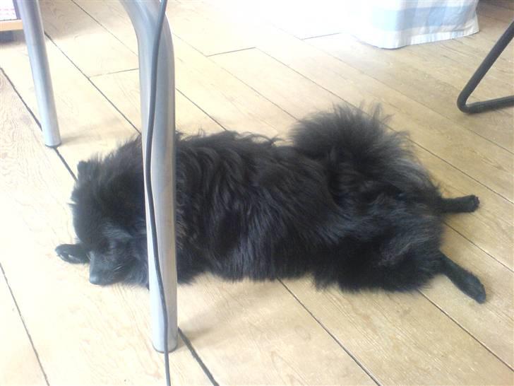 Kleinspitz Max billede 11