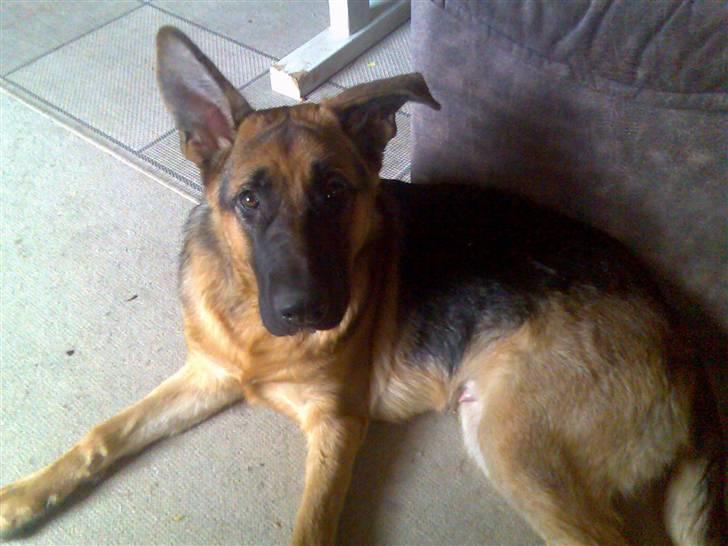 Schæferhund Rex (Enzo) - Ville bare lige vise hvor stor jeg er blevet billede 11